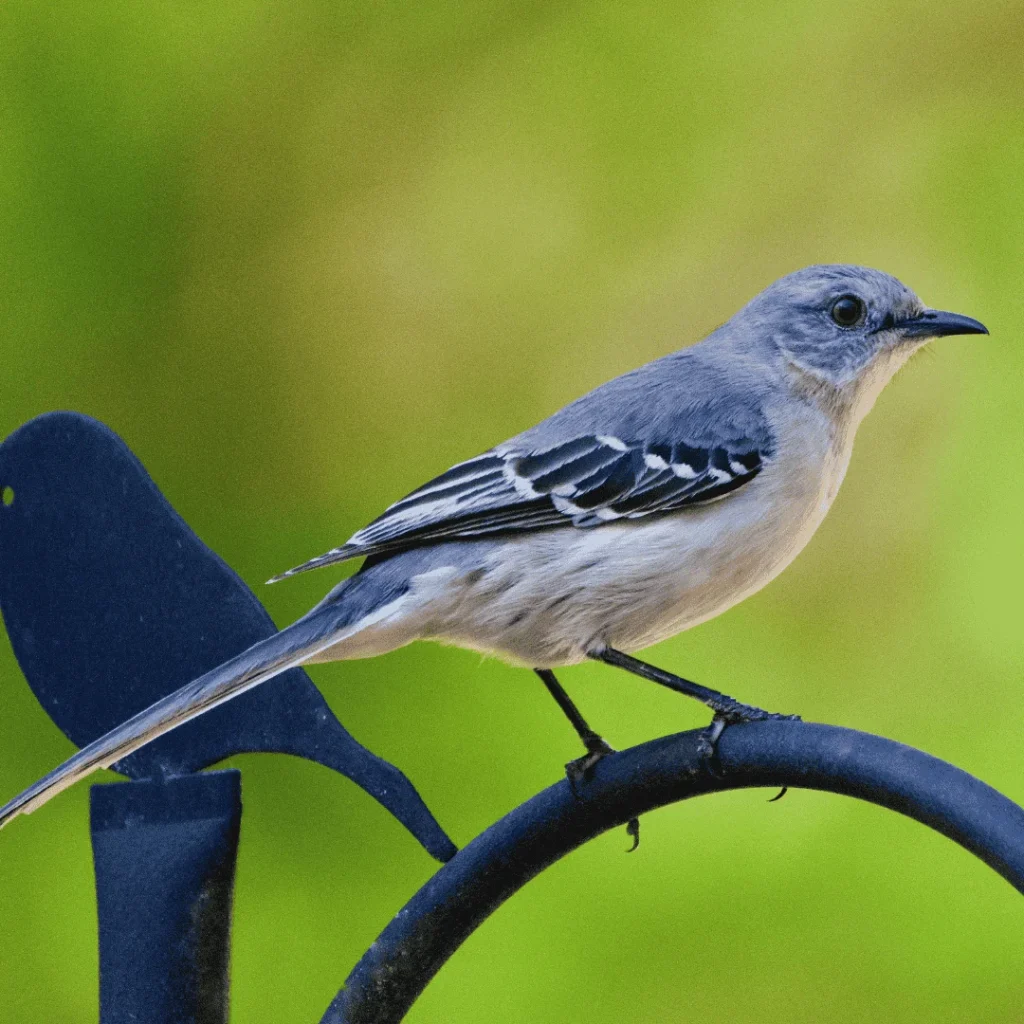 northern mockingbird sound