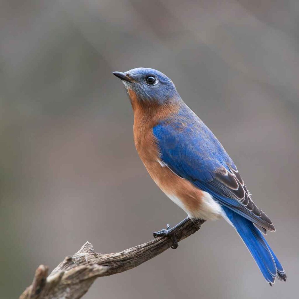 types of songbirds