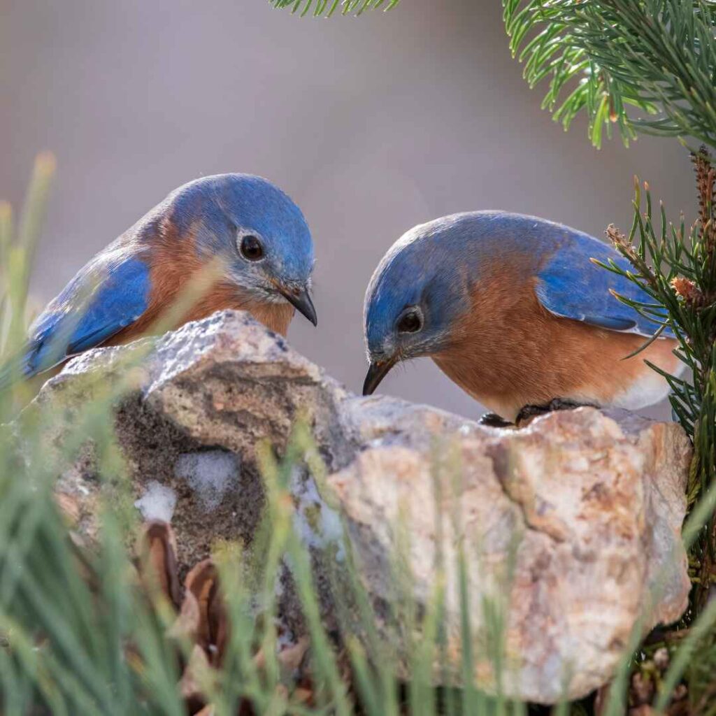 songbirds