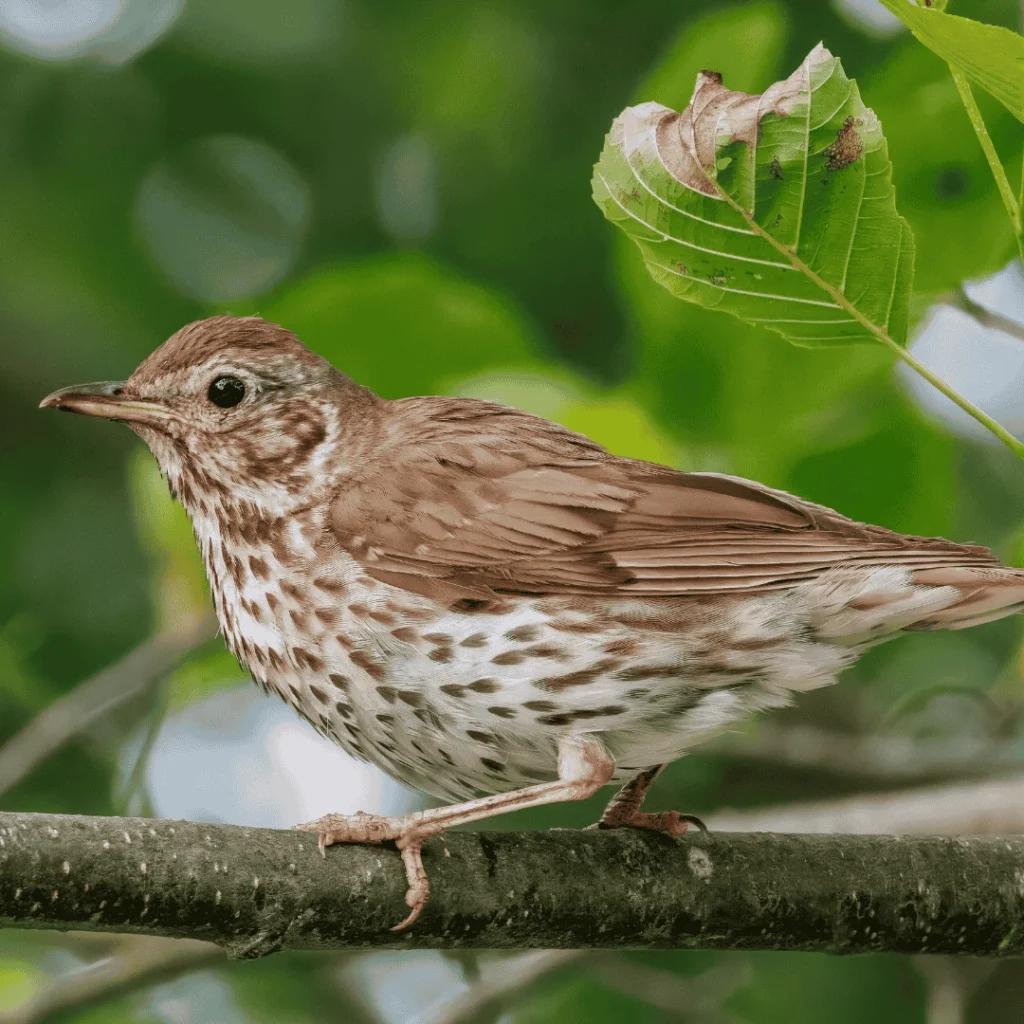 brown thrasher vs wood thrush