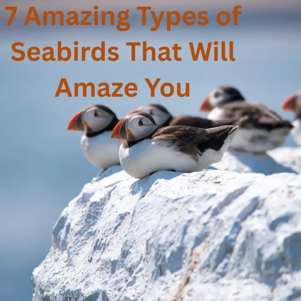 seabirds
