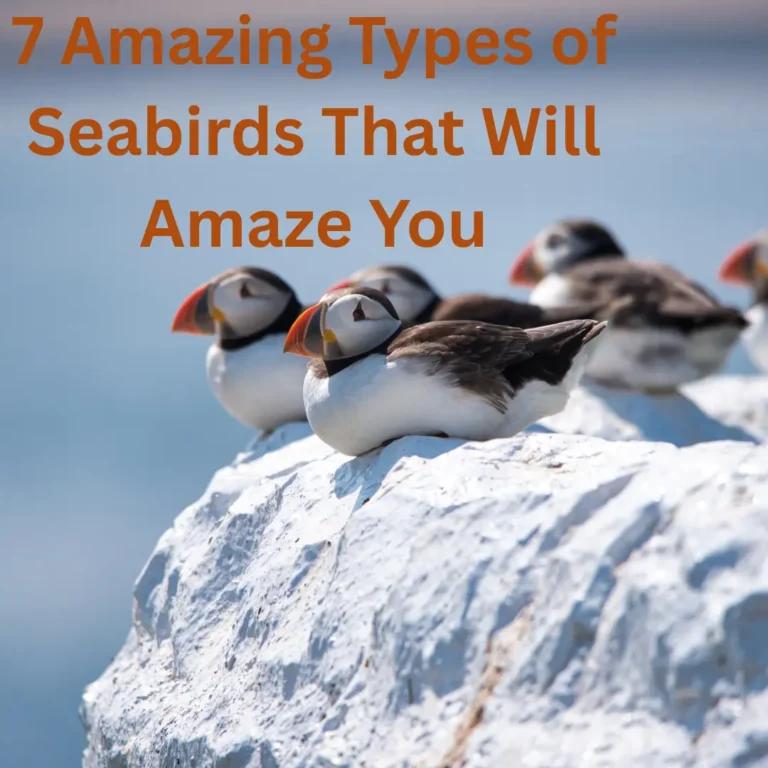 The Ultimate Guide to Seabirds: Nature’s Oceanic Nomads