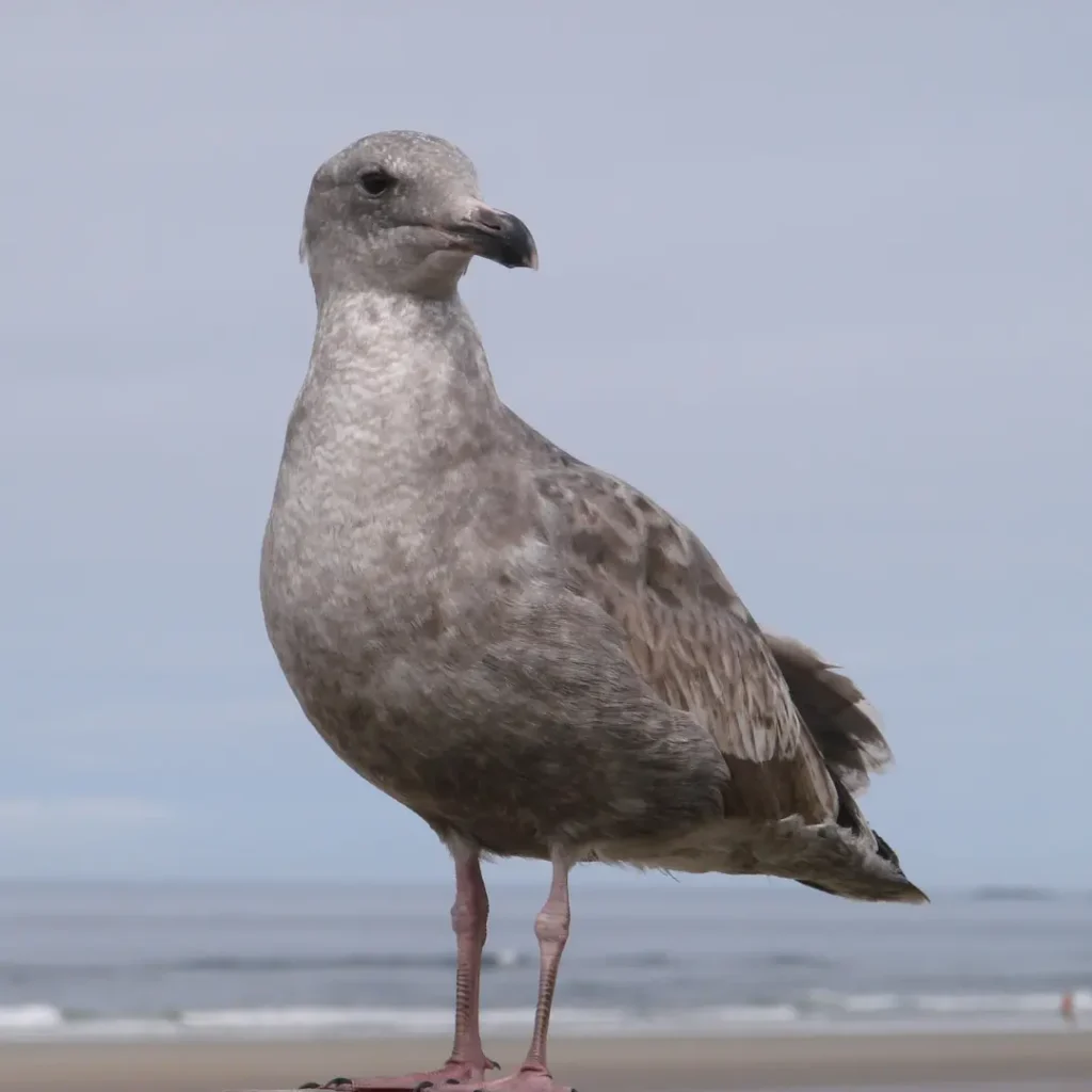 seabirds