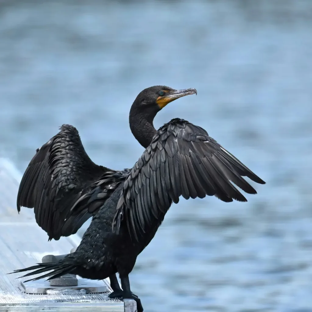 cormorant