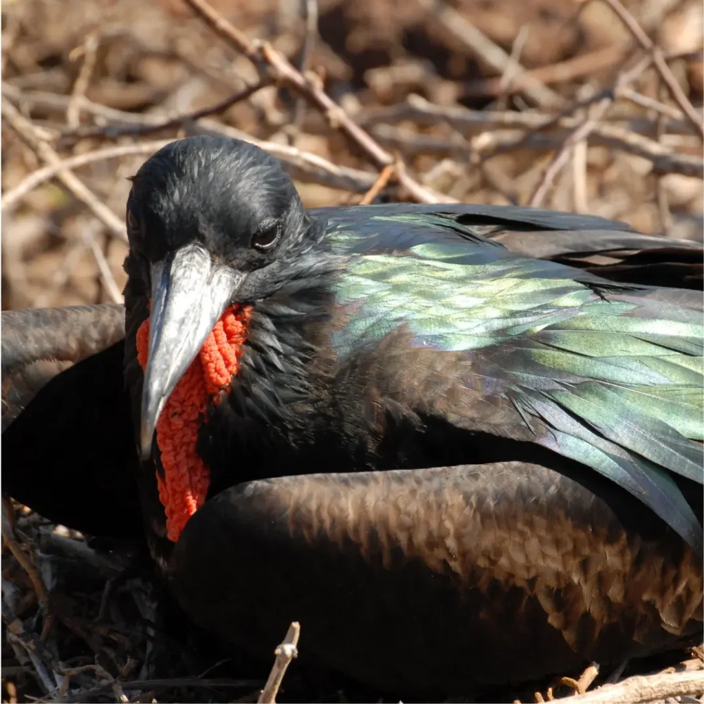 frigate bird