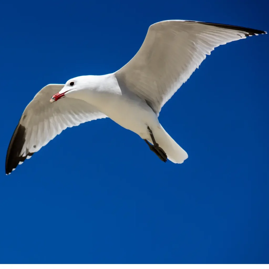 gull