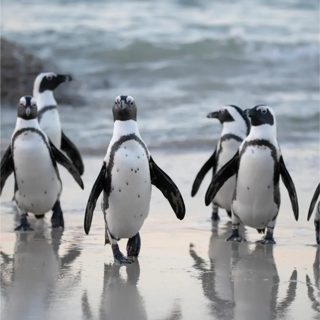 penguin
