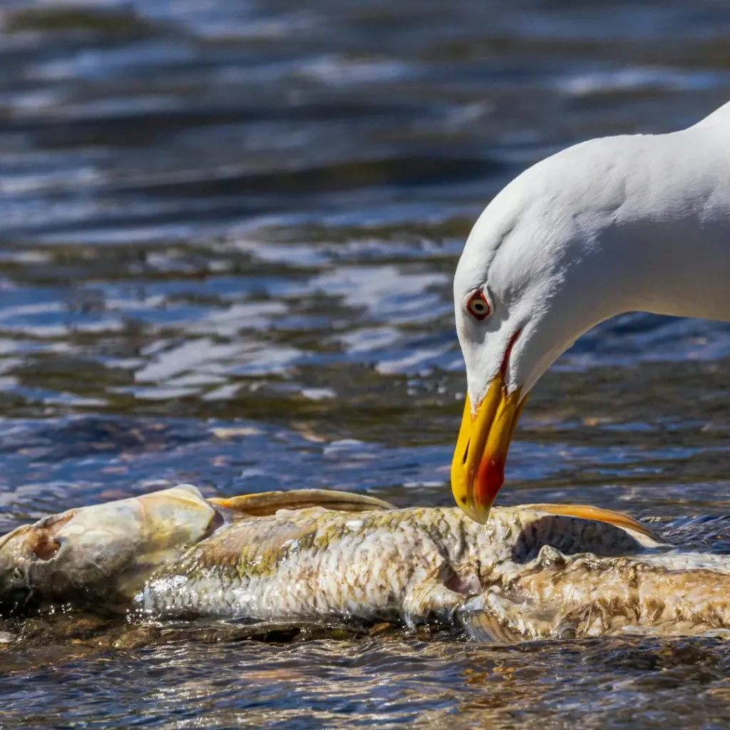 seabirds food