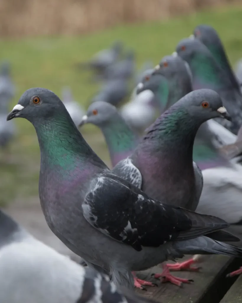 baby pigeon pictures