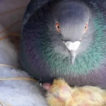 what does a baby pigeon looks like