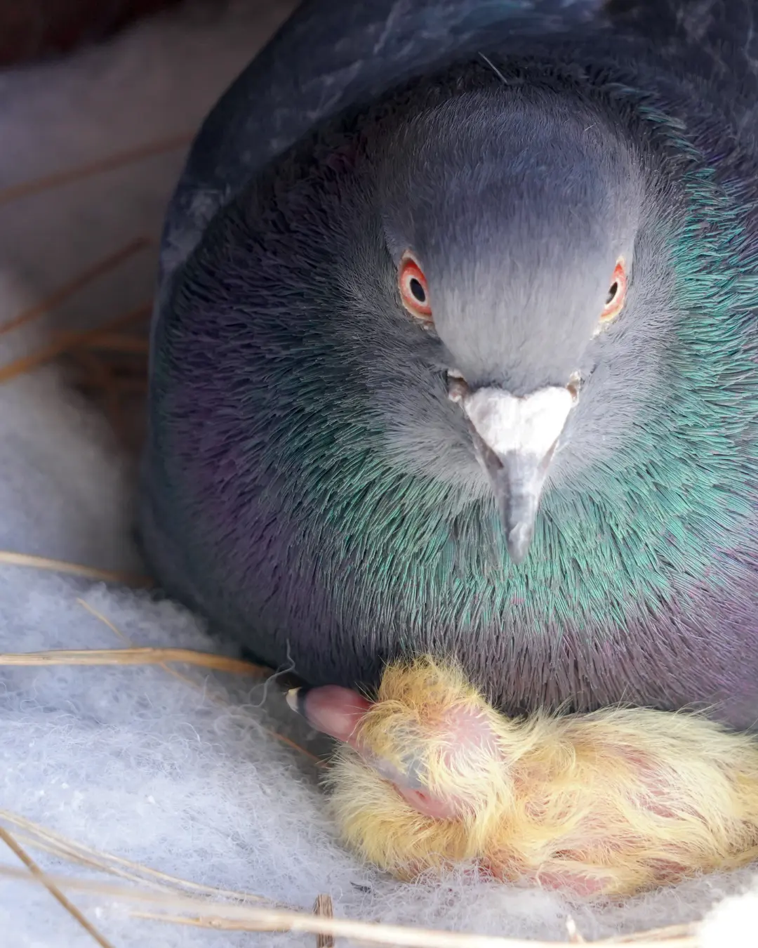 what does a baby pigeon looks like