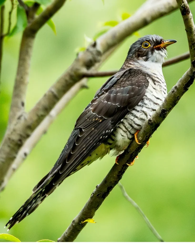 common cuckoo