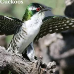 cuckoo bird