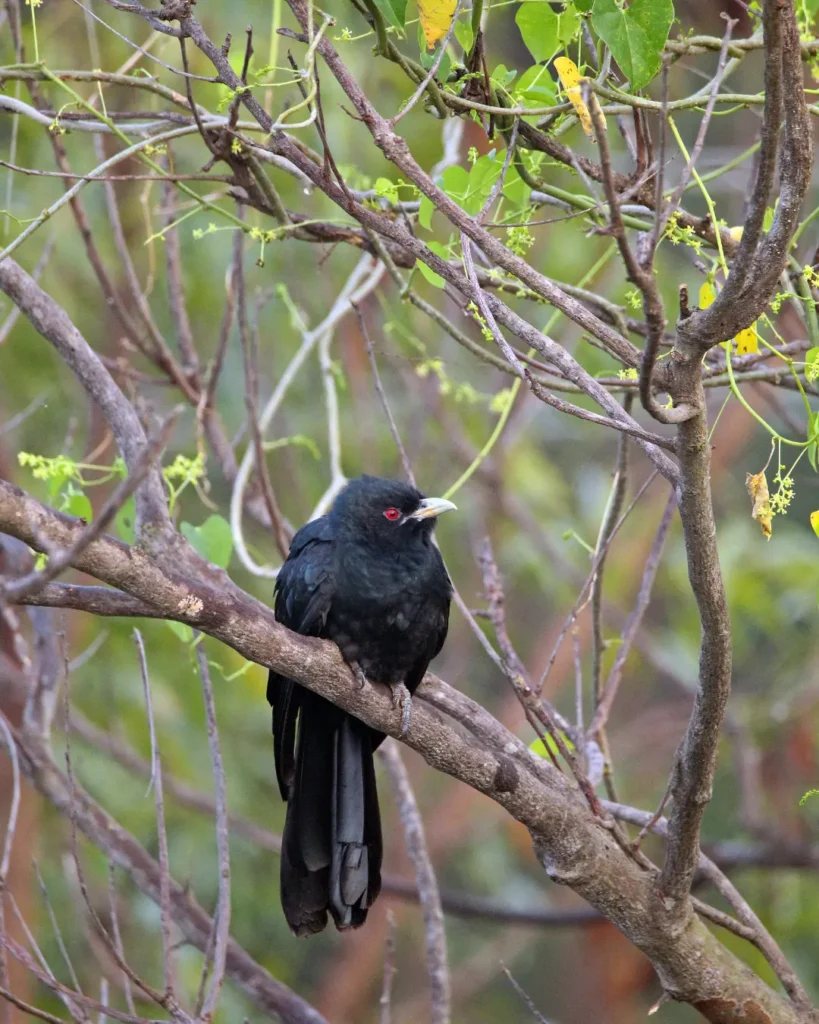 Asian koel