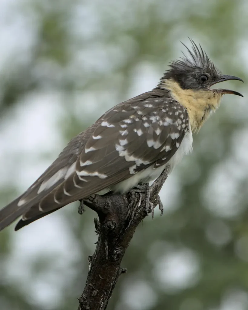 great spotted cuckoo