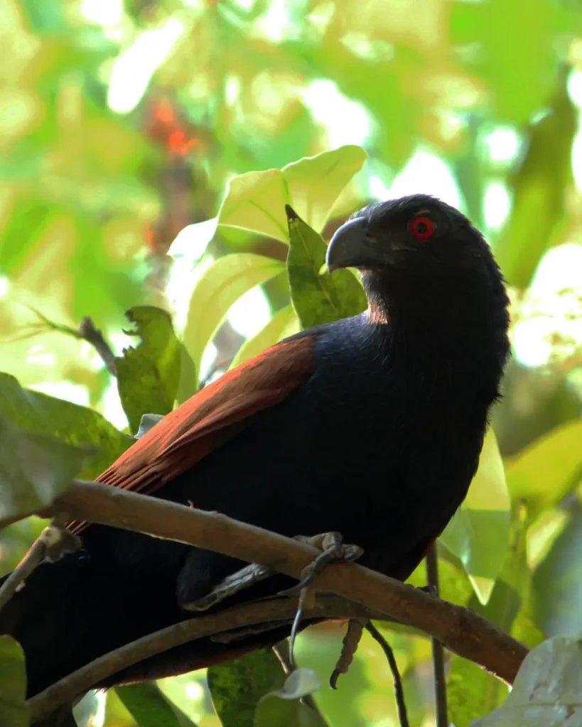 channel billed cuckoo