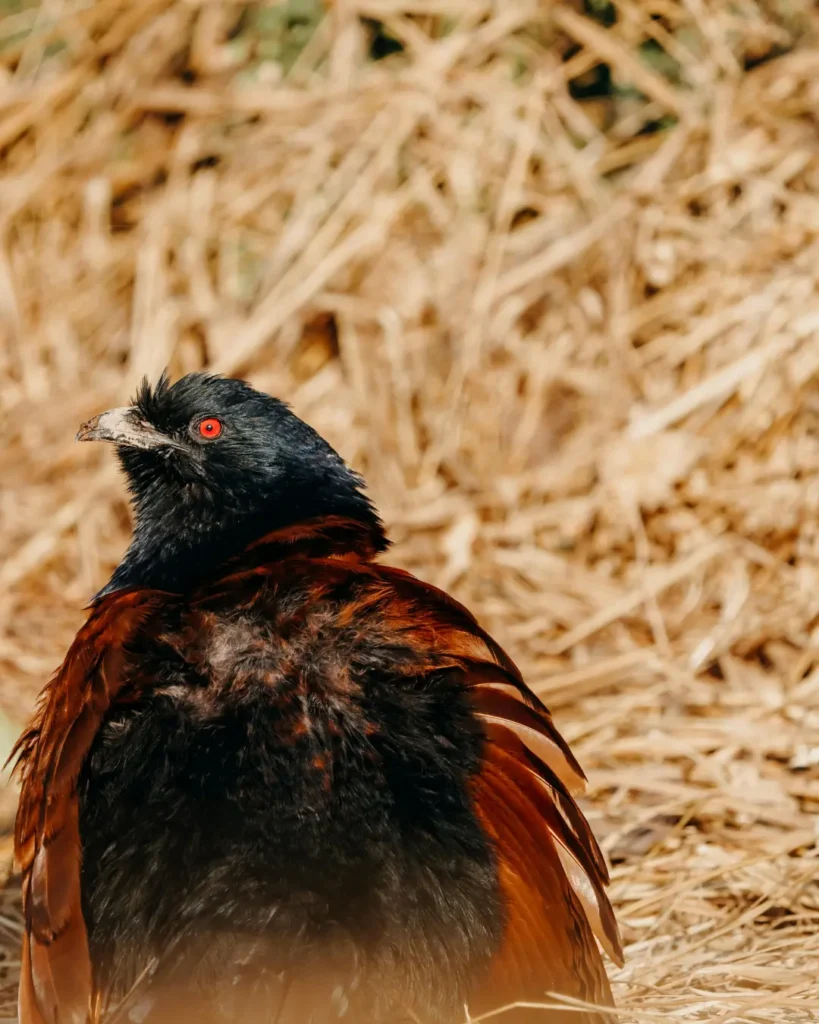 pheasant coucal