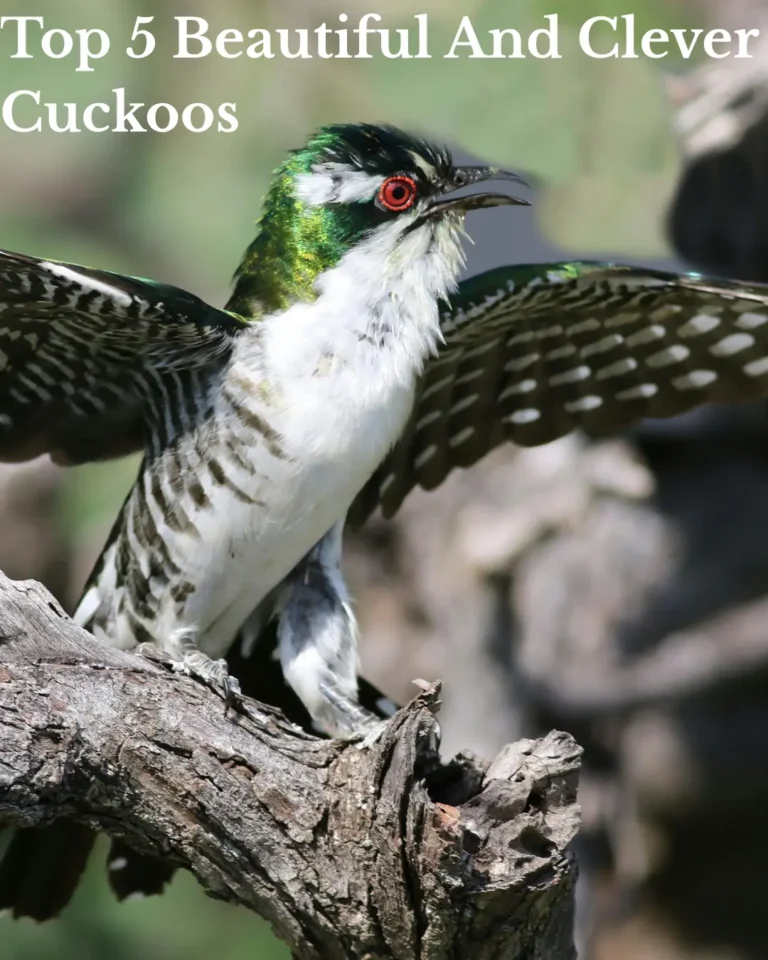 Top 5 Beautiful and Clever Cuckoos in the World