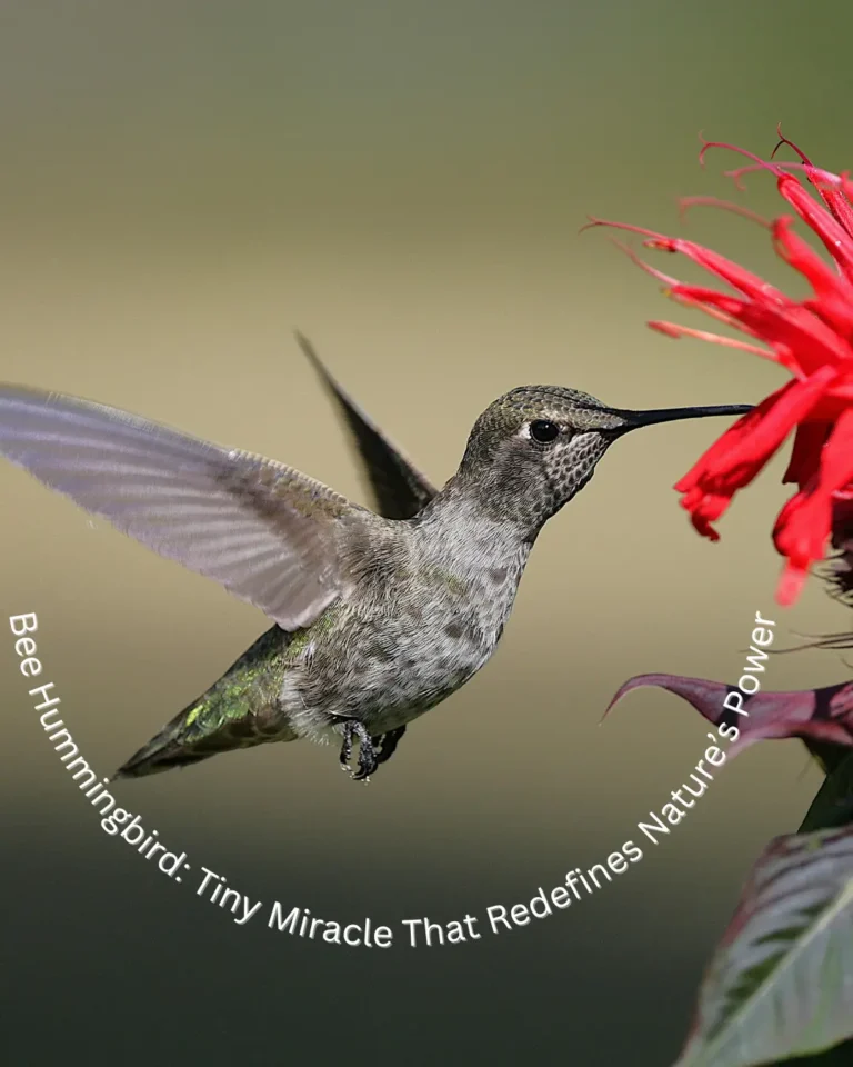 Meet the Bee Hummingbird: A Jewel of the Cuban Skies