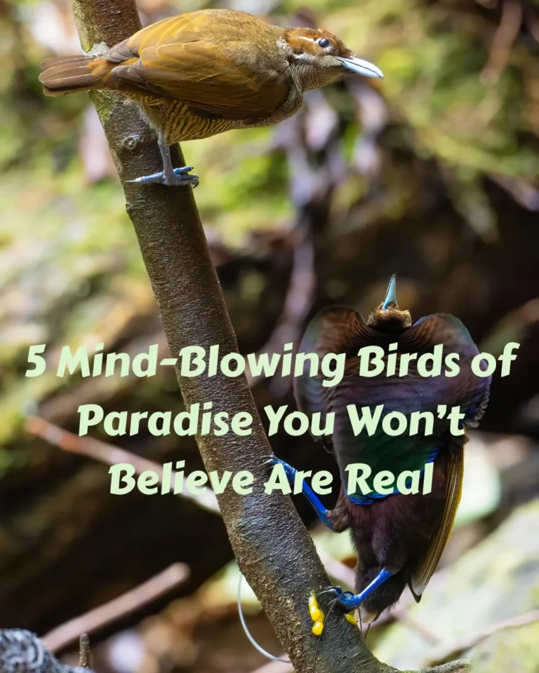 5 Mind-Blowing Birds of Paradise You Won’t Believe Are Real