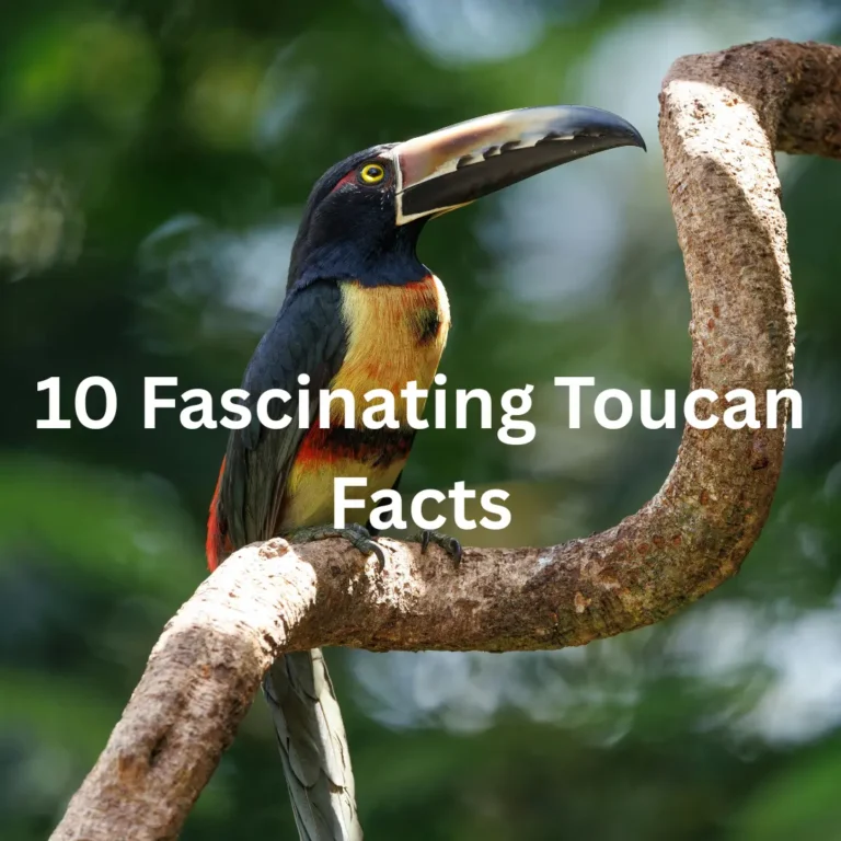 10 Fascinating Facts About Toucans You’ll Be Amazed to Learn