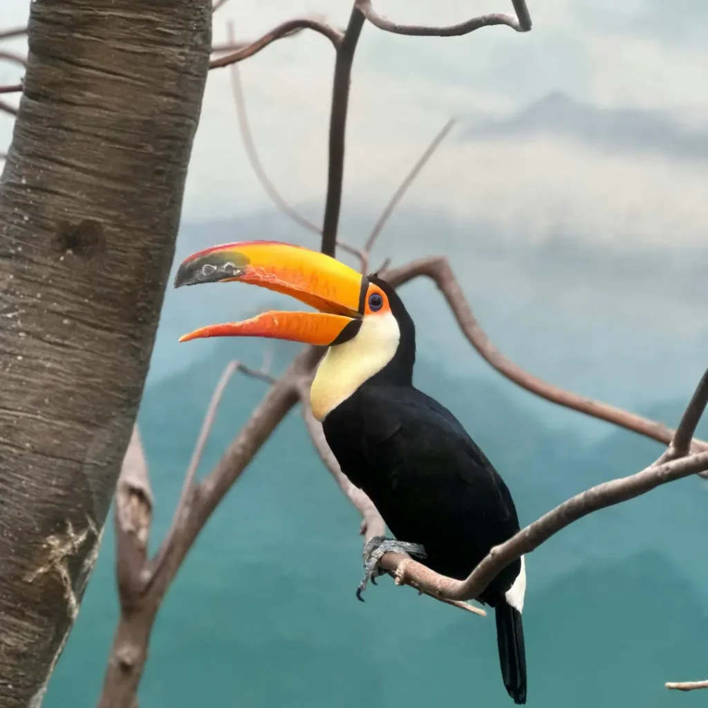where do toucans live