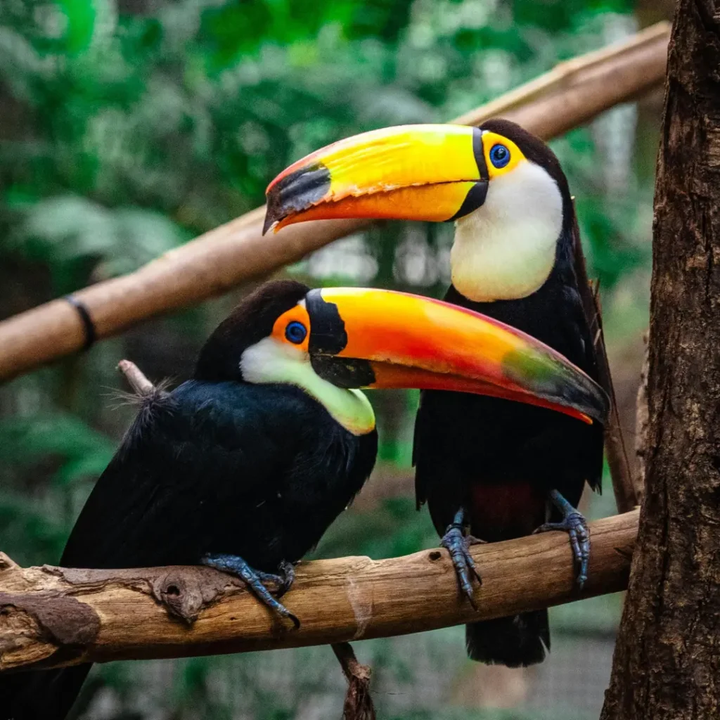 toucans pair
