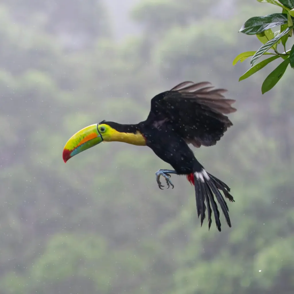 toucans flight