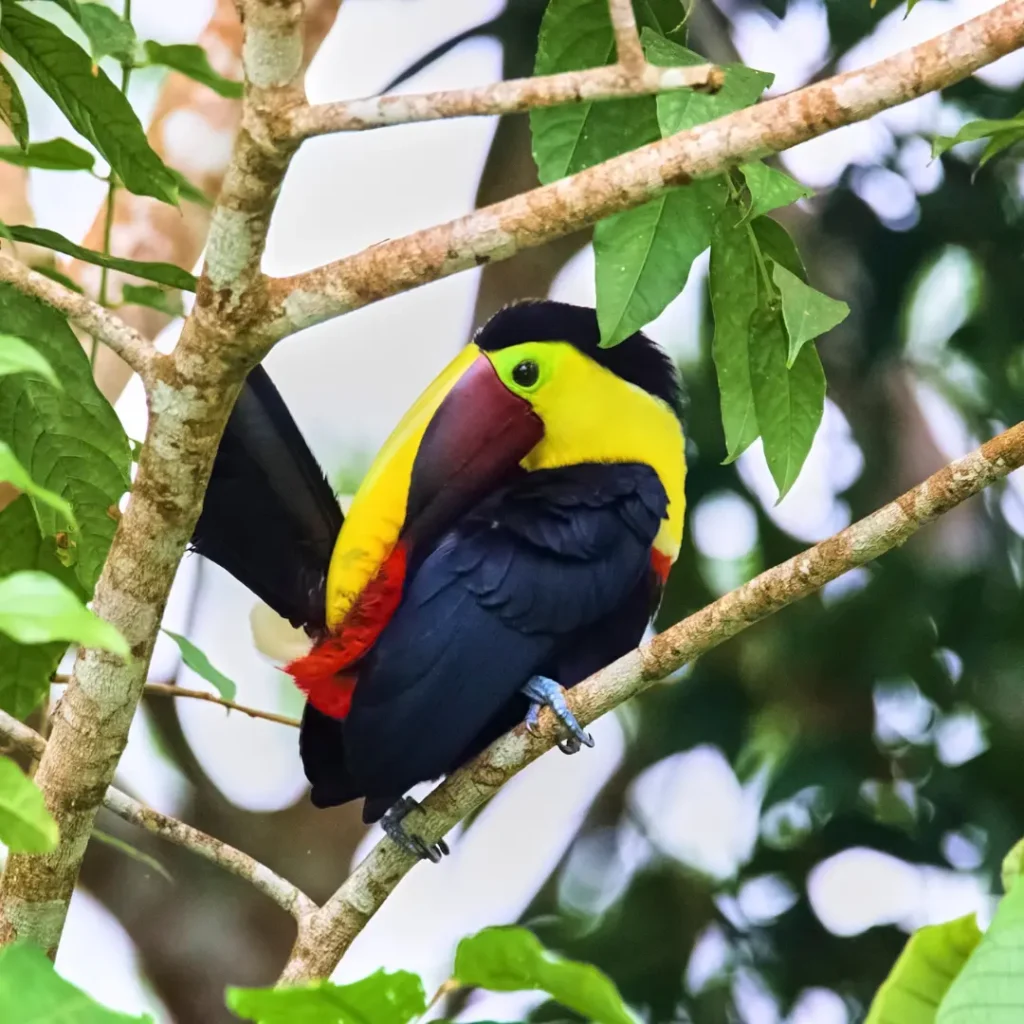 toucans beak