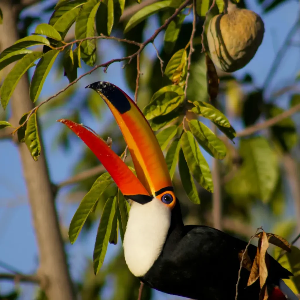 what do toucans eat