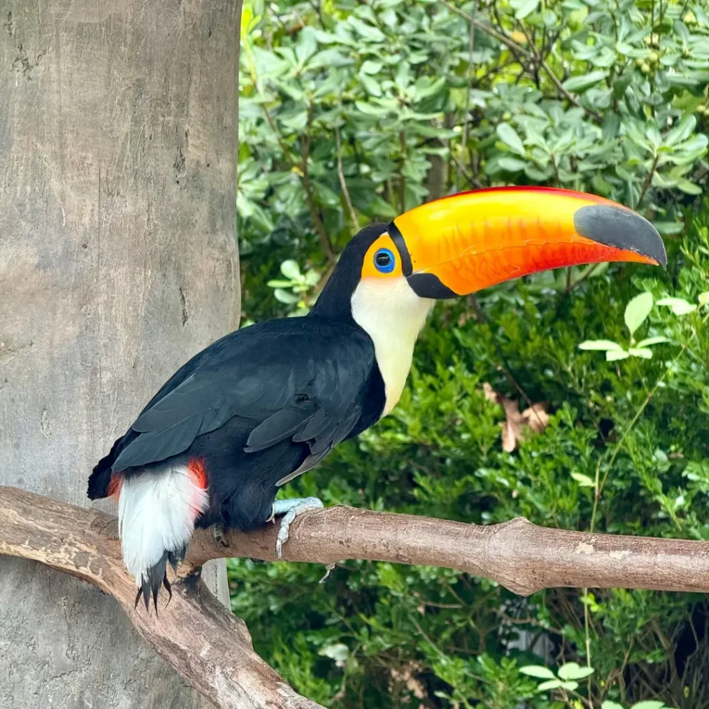 toucan