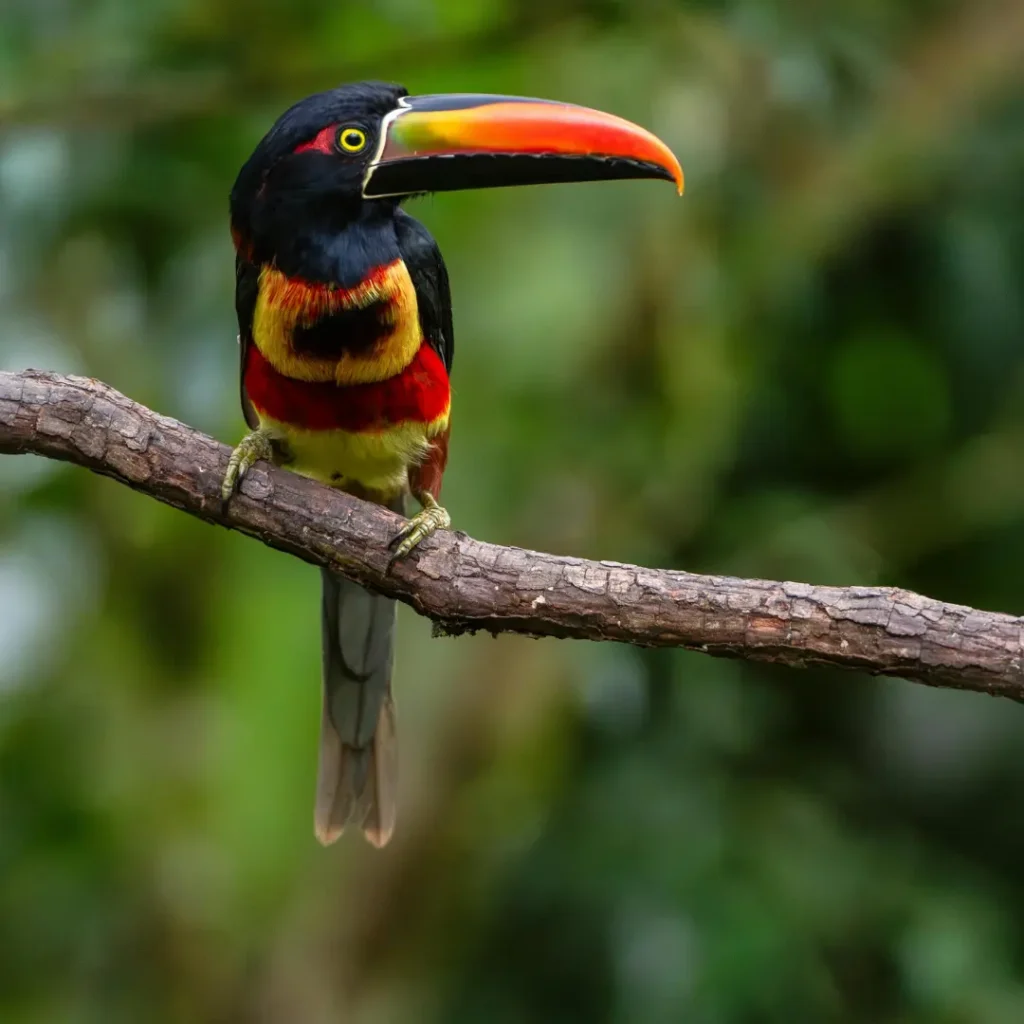 toucans body