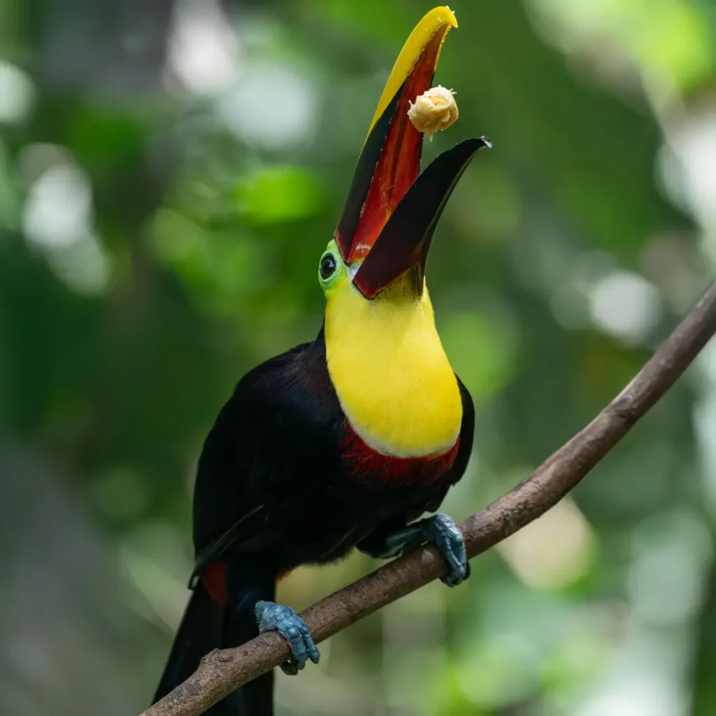 toucans diet