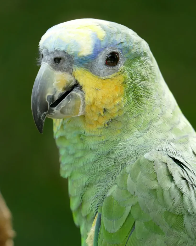 blue quaker parrot