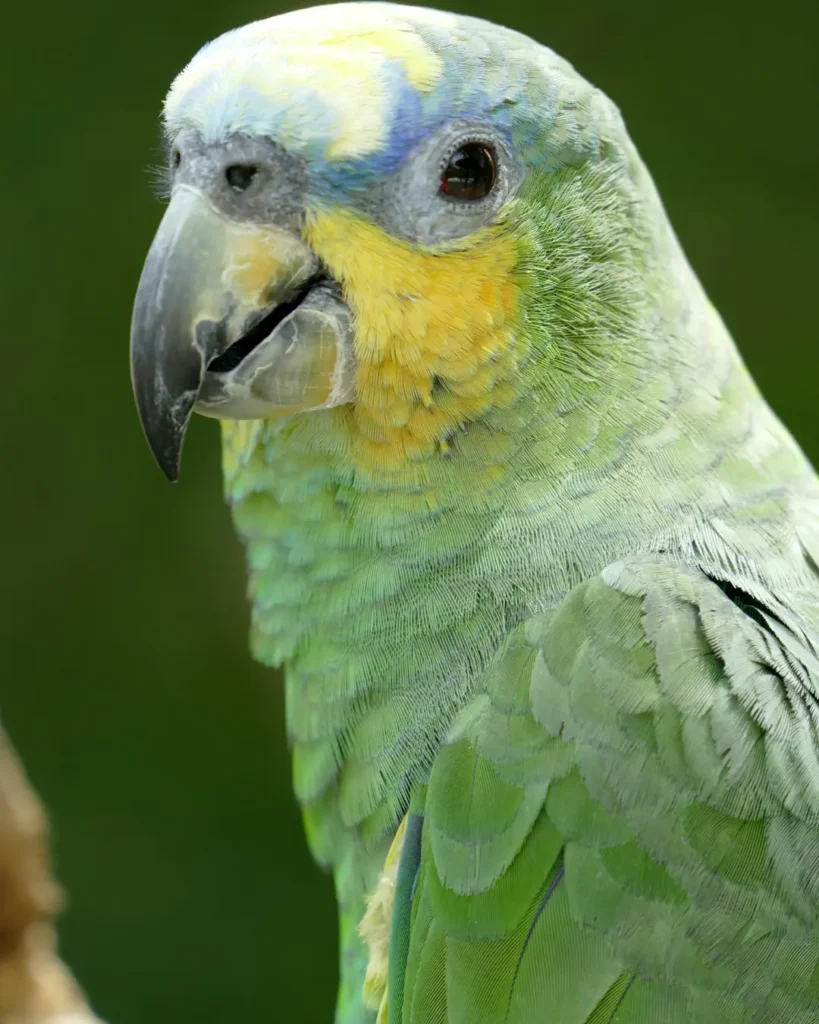 green amazon parrot