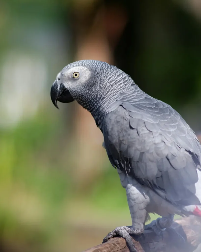 african grey parrot
