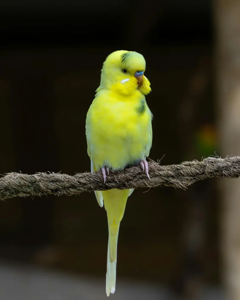 lineolated parakeet