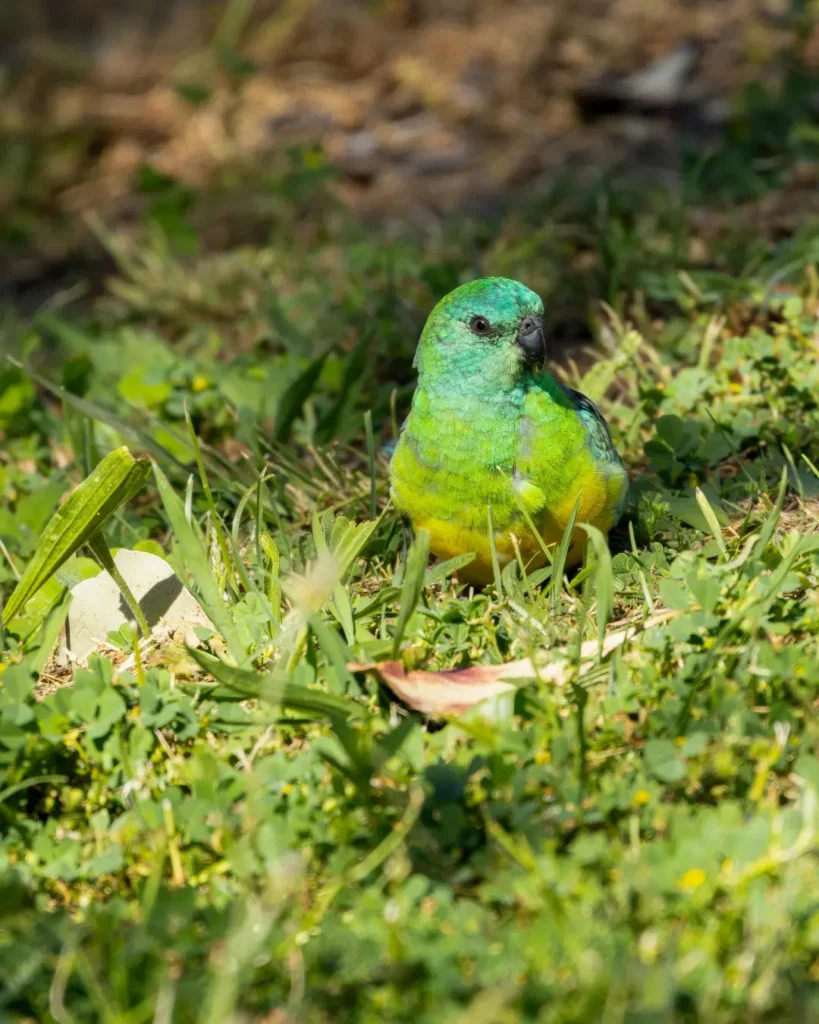 green rump parrotlet