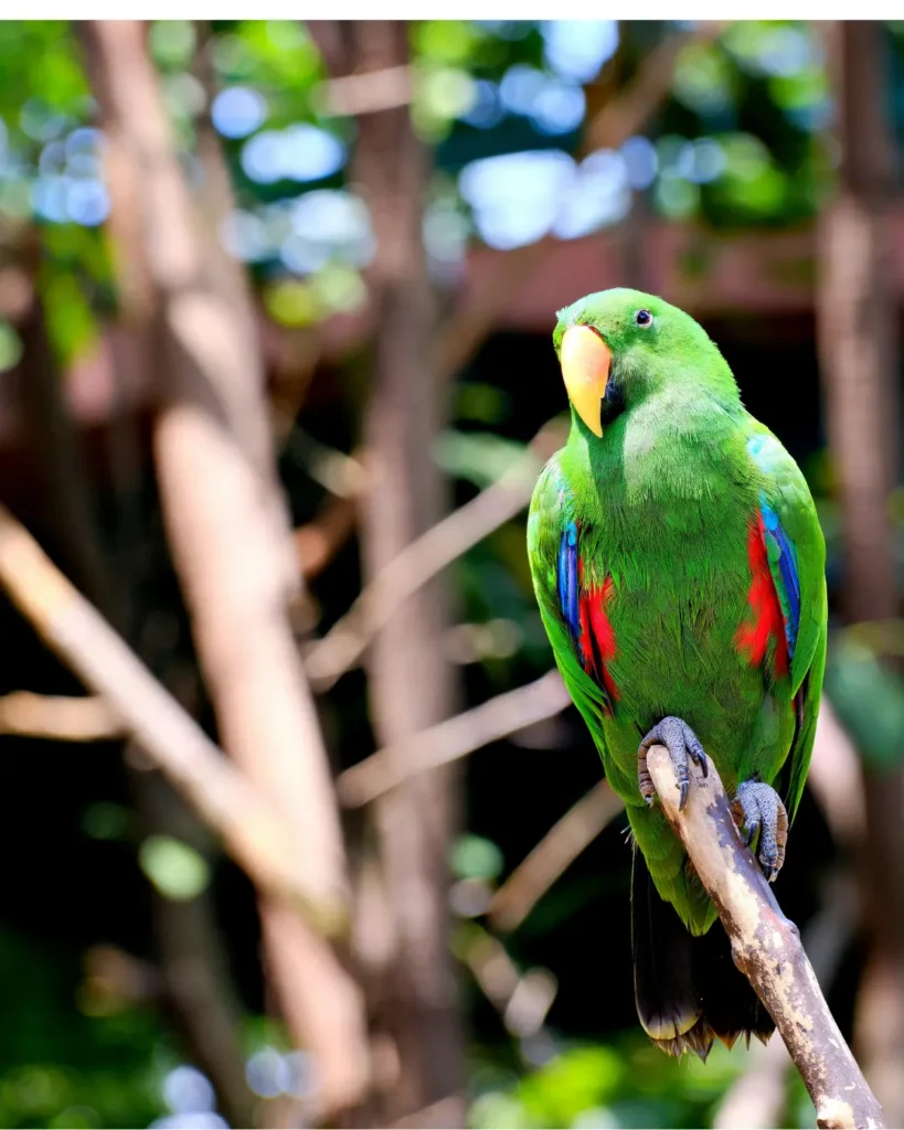 Eclectus Parrot