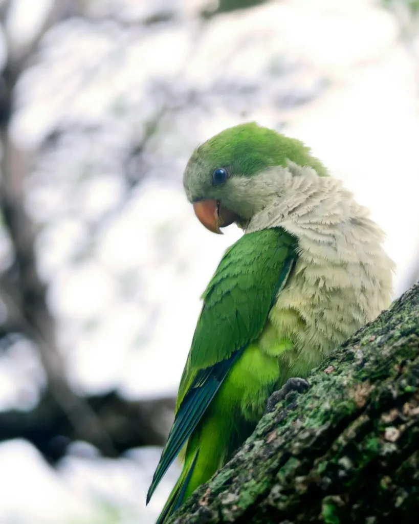 green quaker parrot