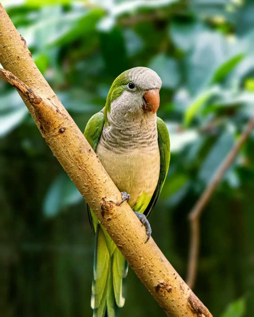 Monk parakeet