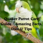 Quaker parrot