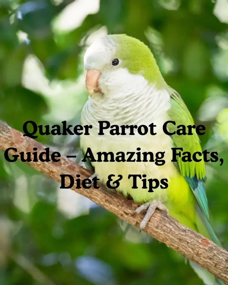 Quaker Parrot Care Guide: Everything You Need to Know Before Owning One