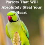 green parrot
