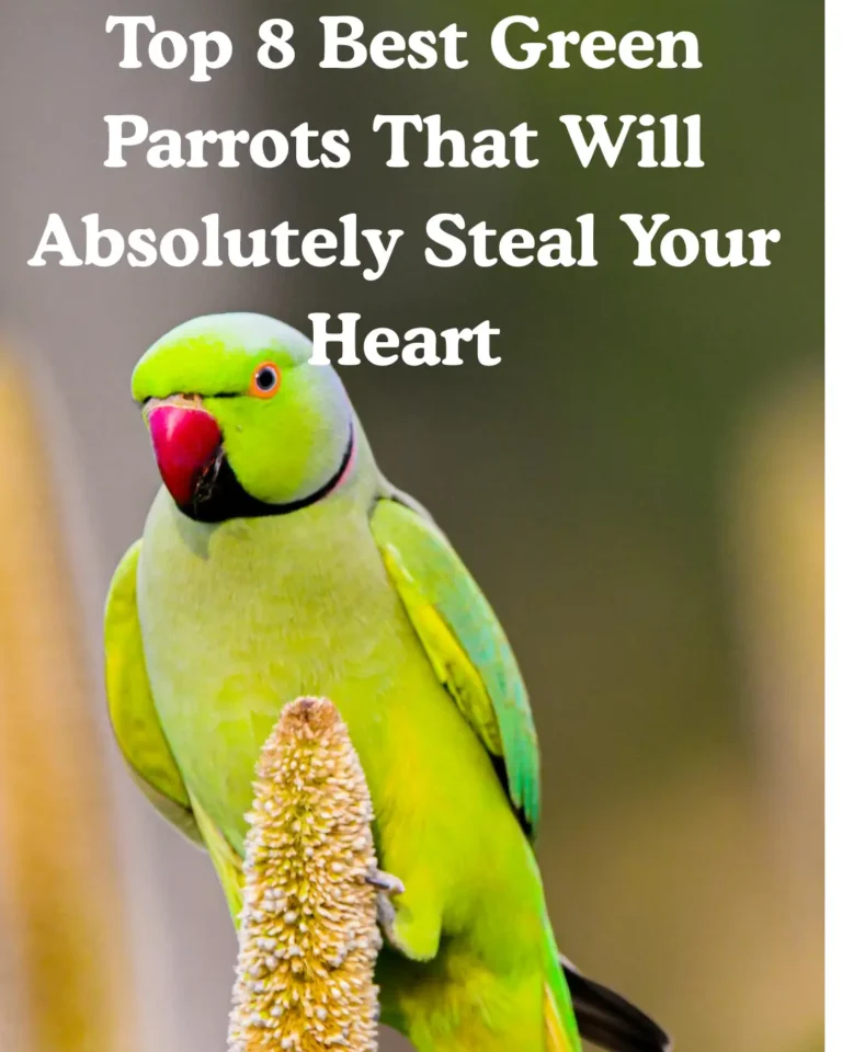 Top 8 Best Green Parrots That Will Absolutely Steal Your Heart