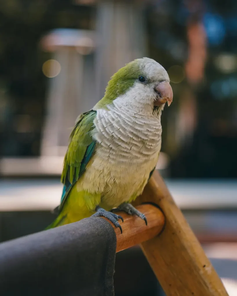 quaker parrot lifespan