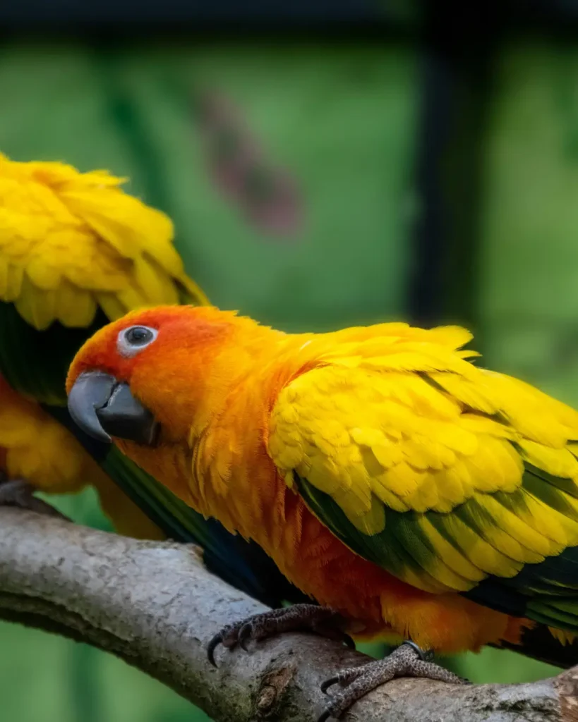 sun conure