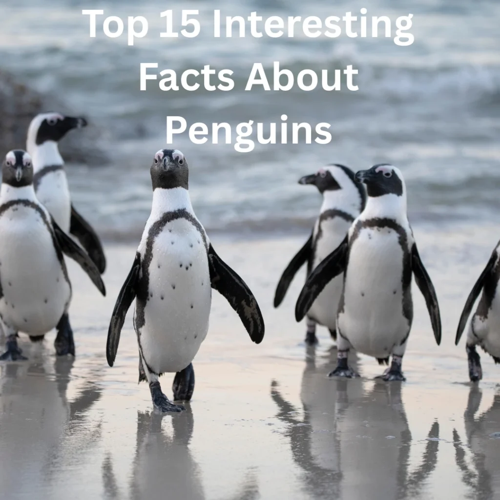 interesting facts about penguins