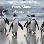 interesting facts about penguins