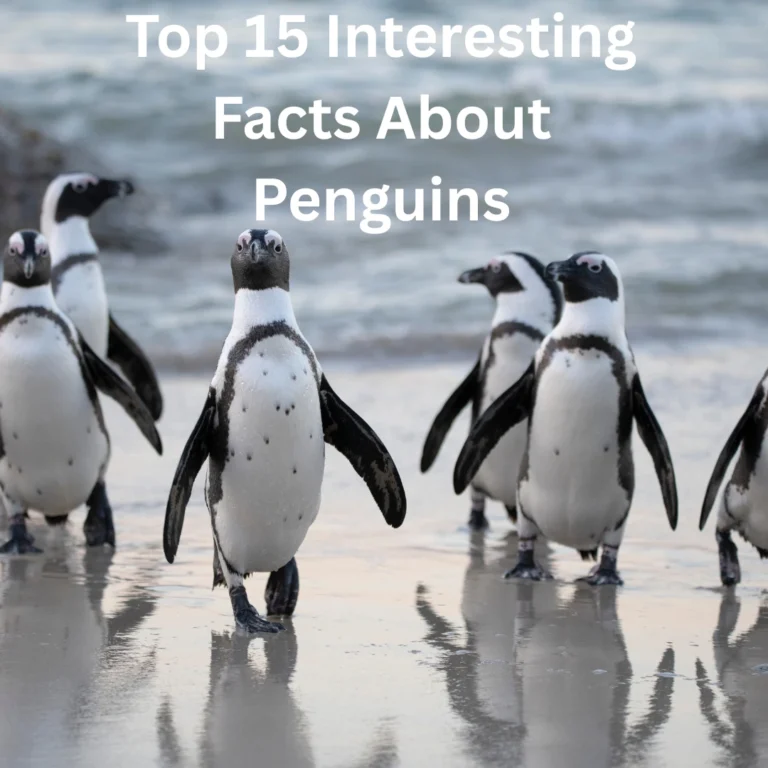 Interesting Facts About Penguins That Will Surprise You